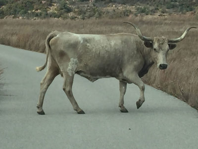 Cow loose on the road